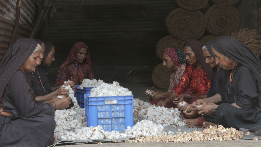 Plucking cotton, Gujarat | credit: Sam Fleischner